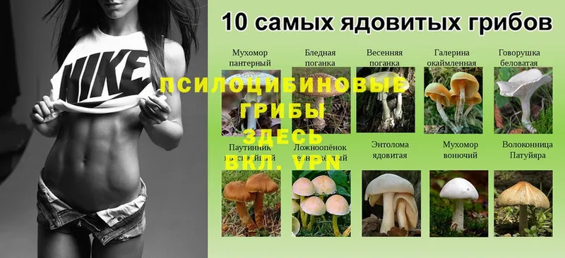 Псилоцибиновые грибы Magic Shrooms  Байкальск 